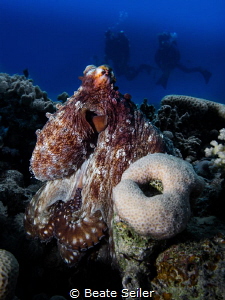 Octopus in the red sea by Beate Seiler 